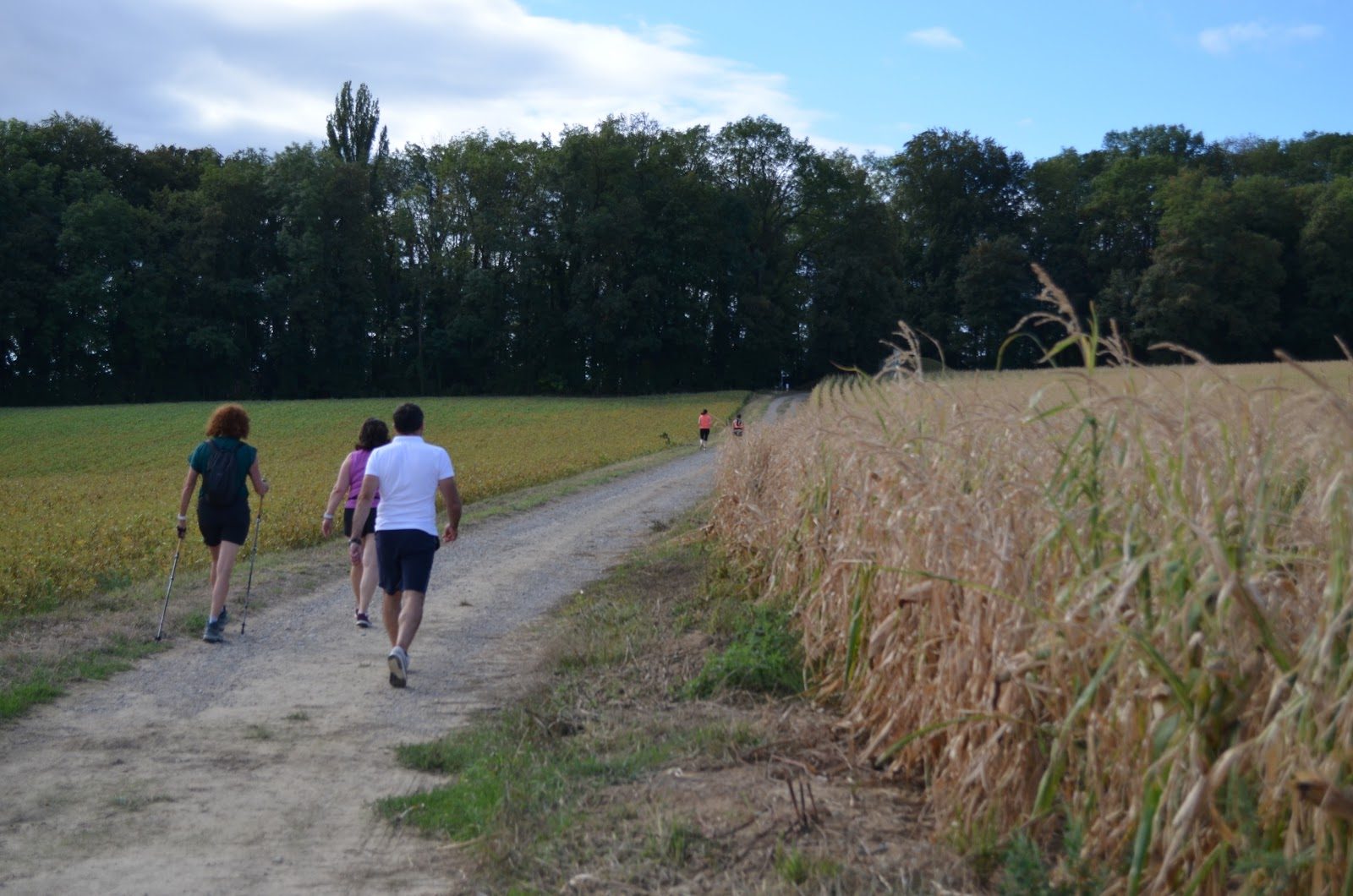Coureurs du 7K le long d'un champ de blé